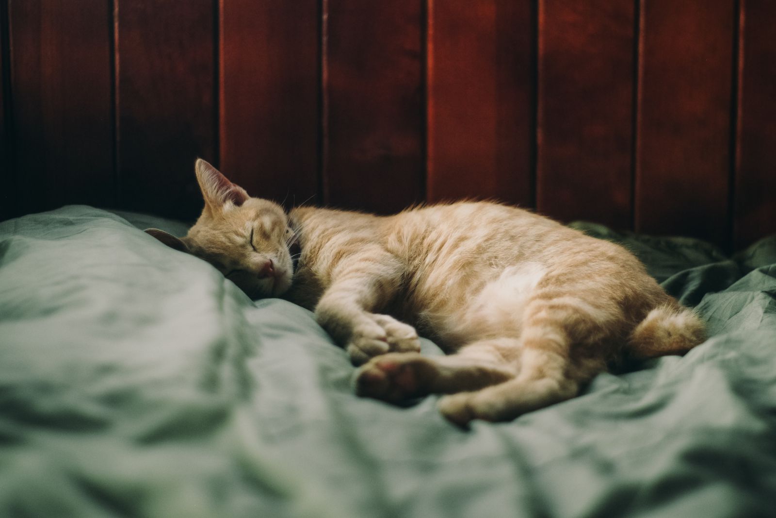 Gatinho dormindo na cama