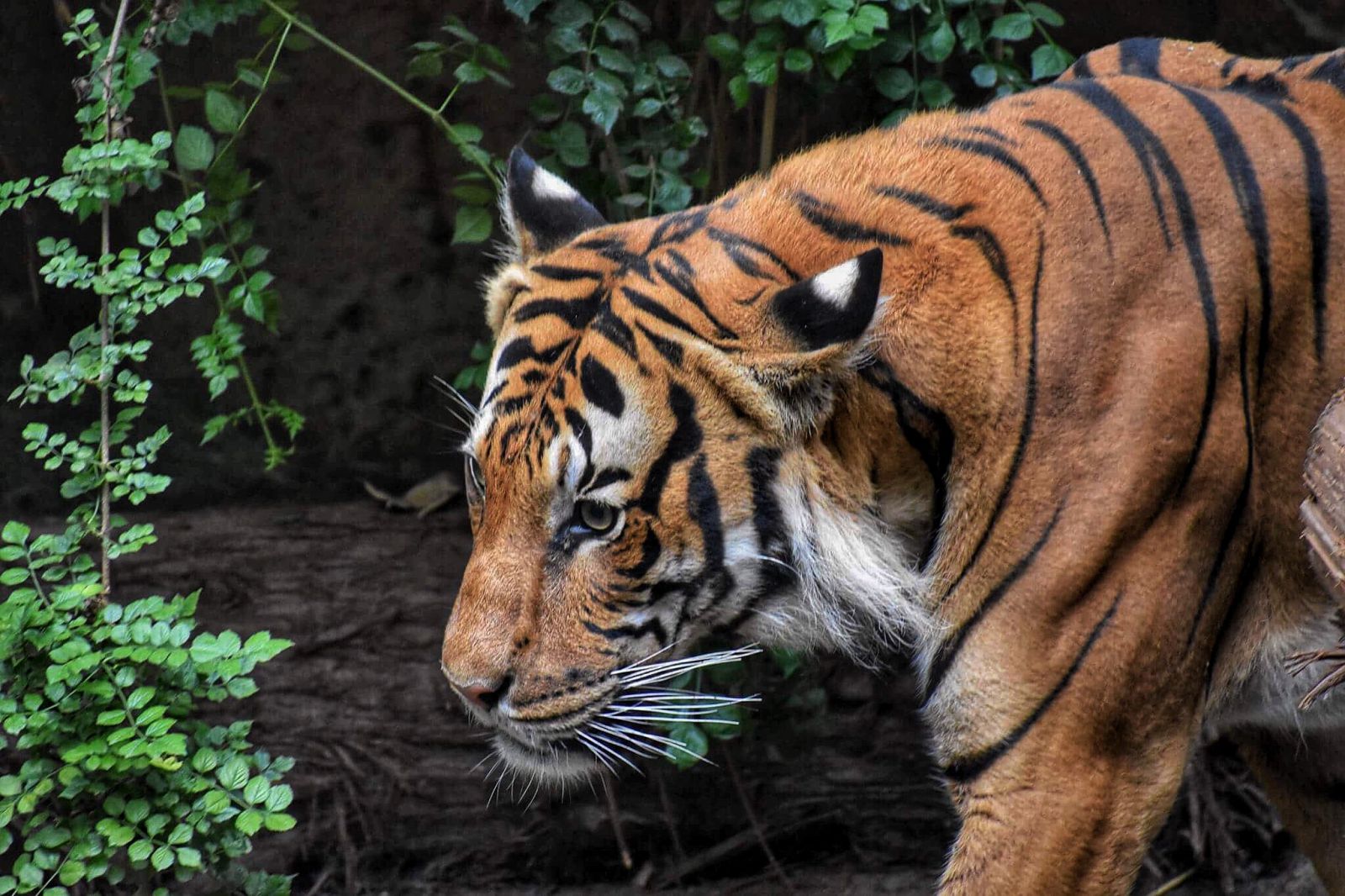 Tigre andando olhando para baixo