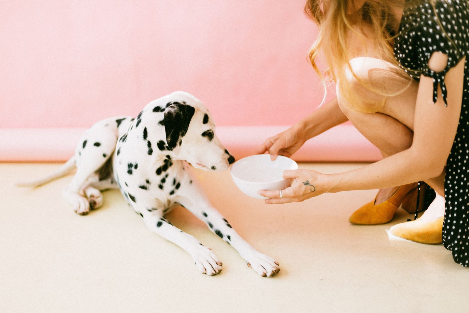 Cachorro deitado com mulher ao lado entregando um pote com água