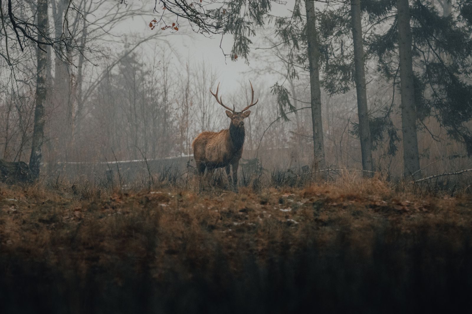 Veado entre as arvores de uma floresta