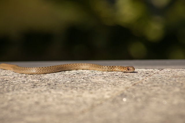 Cobra pequena.