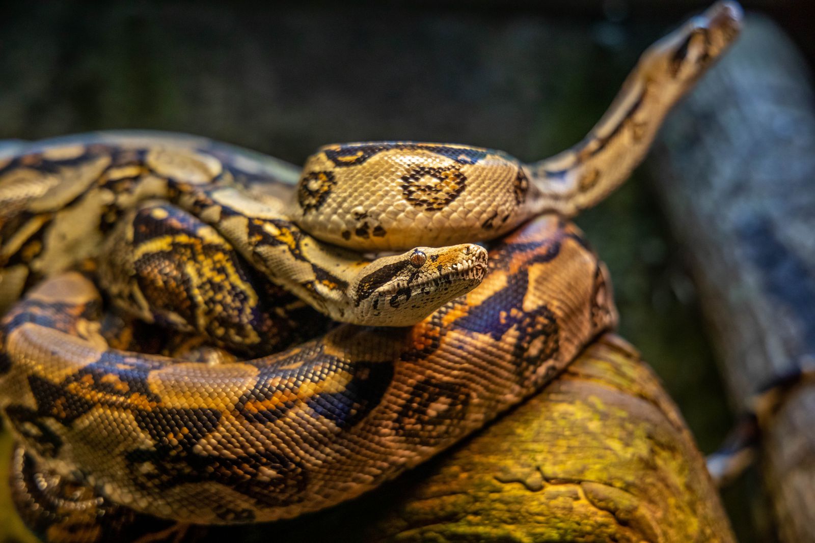 Cobra amarela e preta enrolada