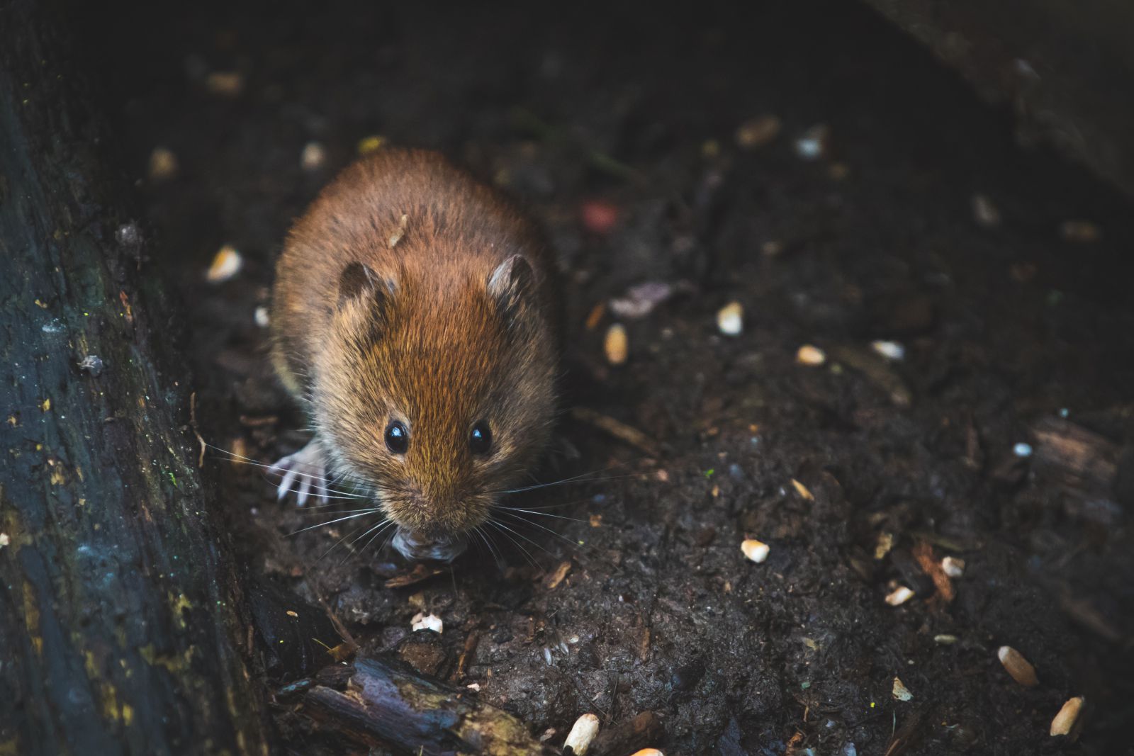 Rato em um tronco de árvore