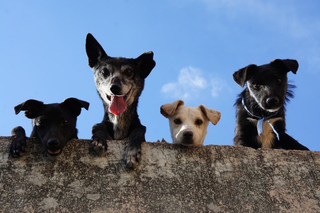 Cachorros num muro.