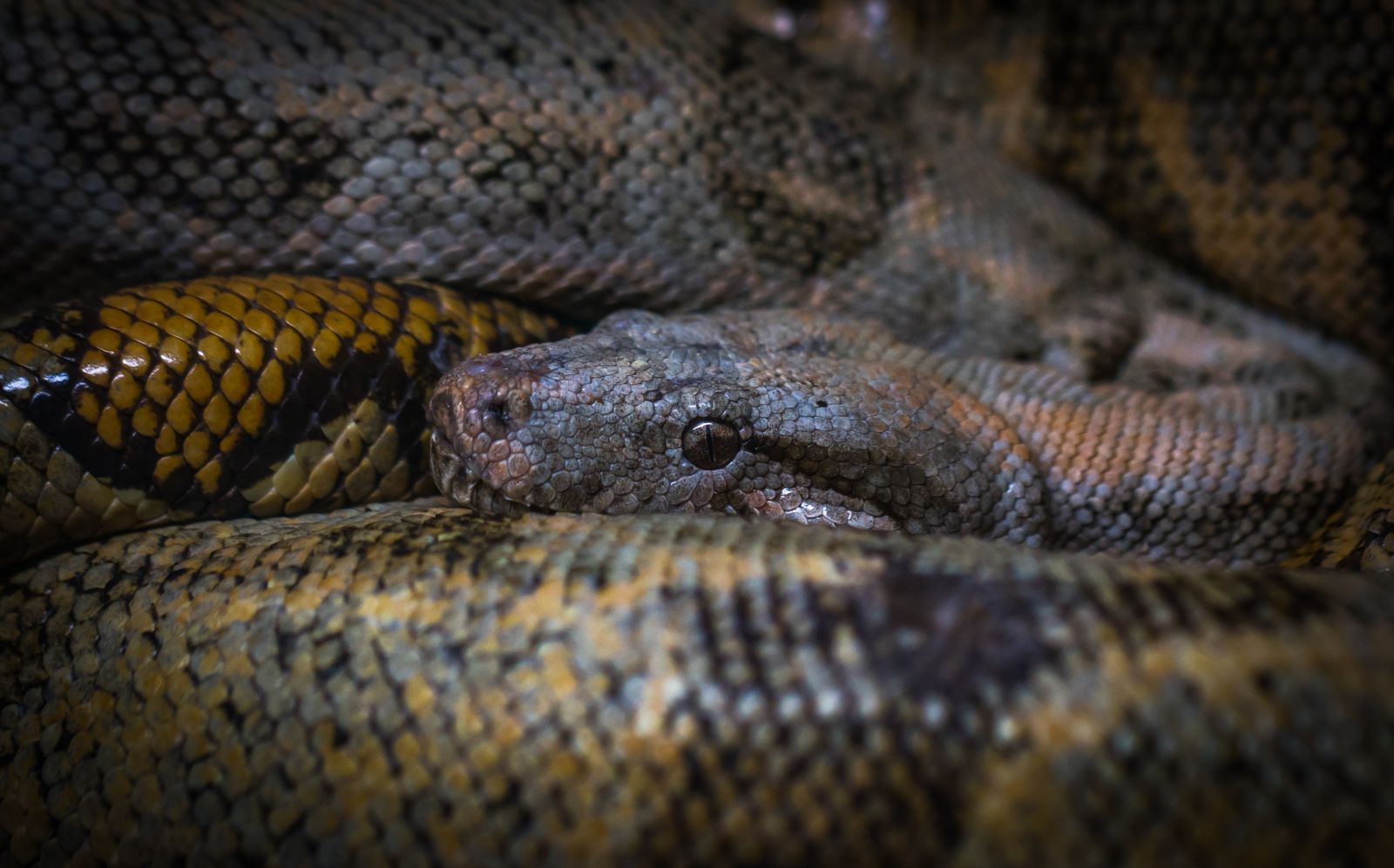Cobra enrolada