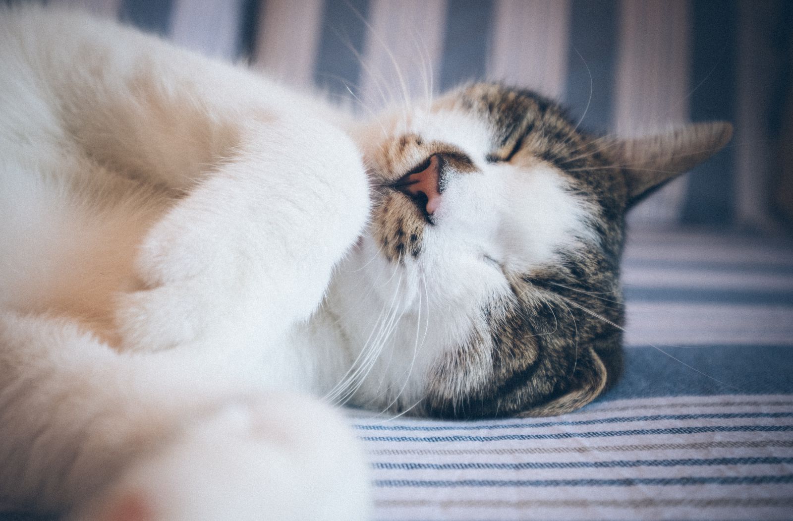Gatinho dormindo