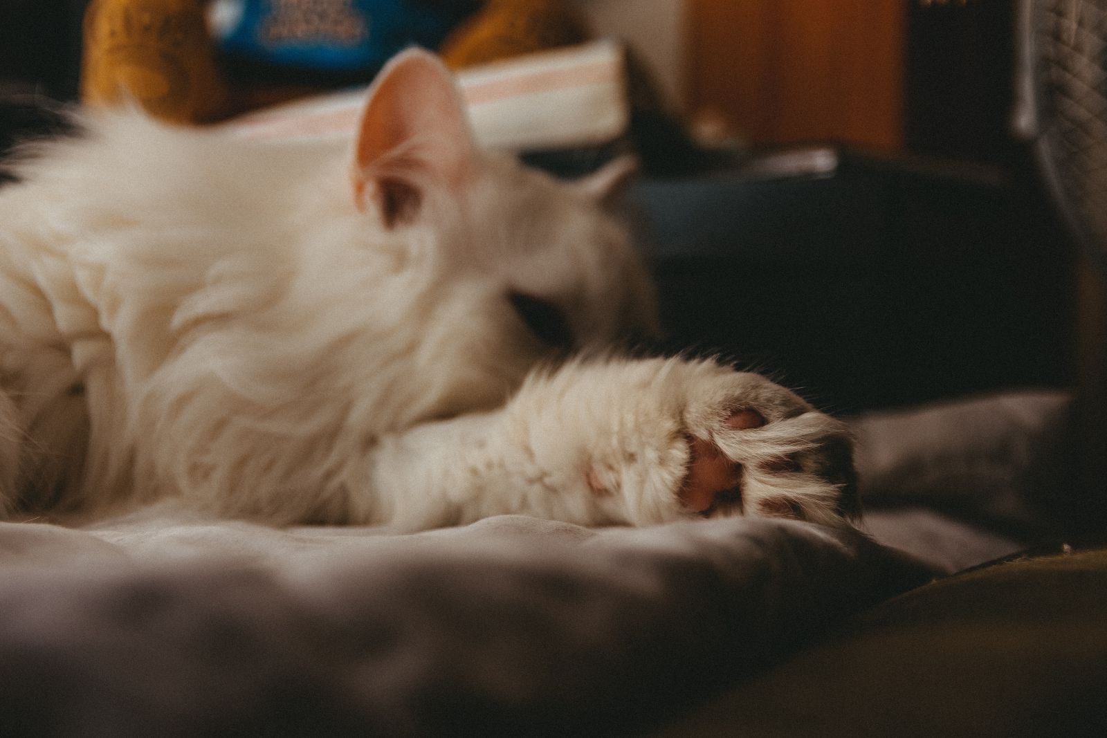 Gatinho deitado na cama