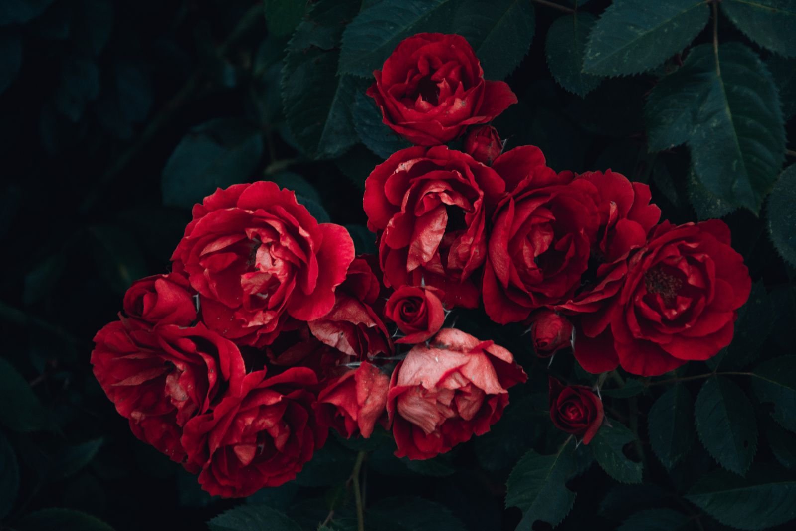Rosas vermelhas com folhas ao redor