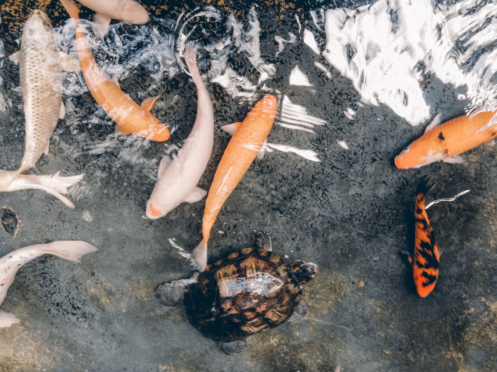 Peixes ao lado de uma tartaruga