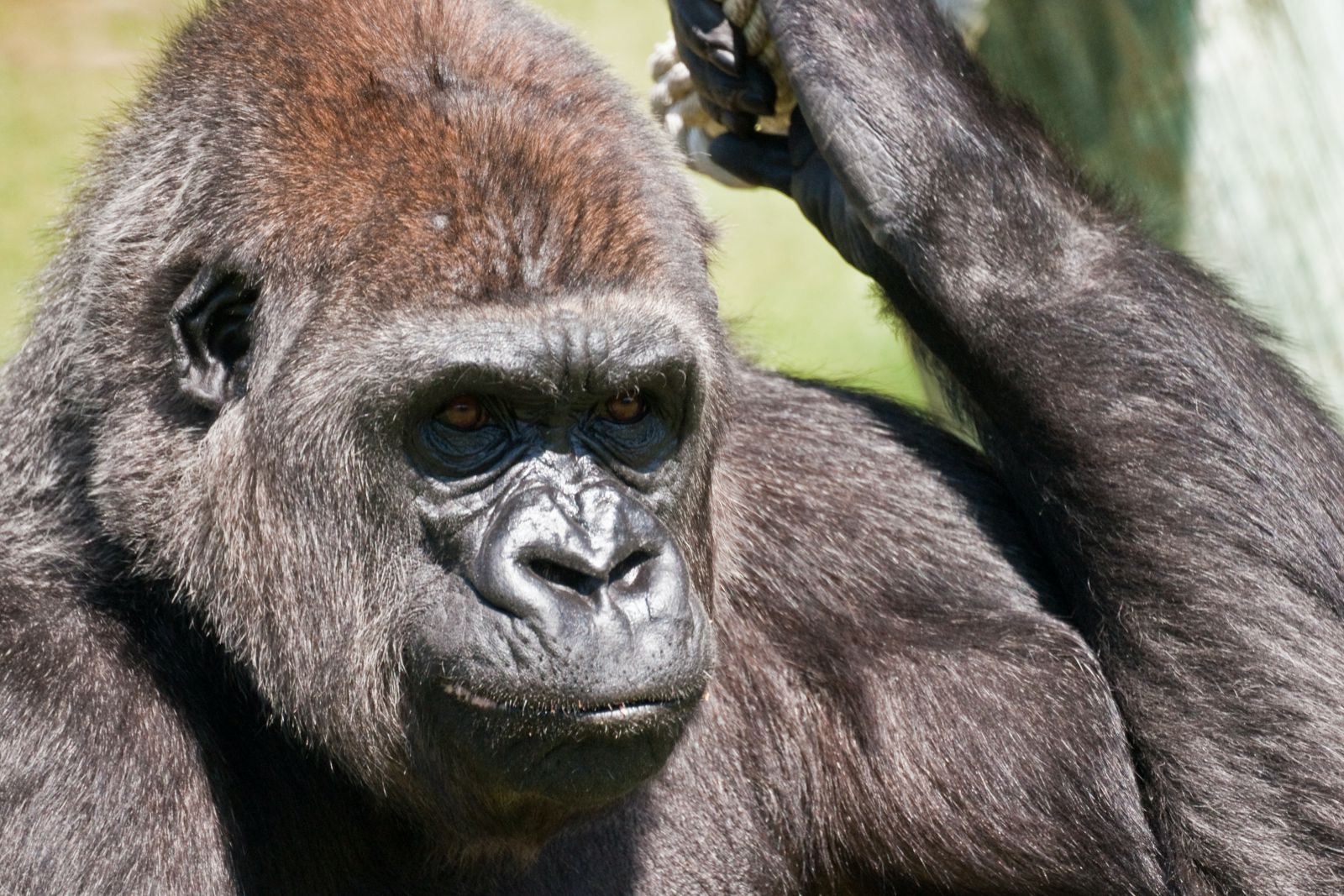 Macaco olhando para o lado