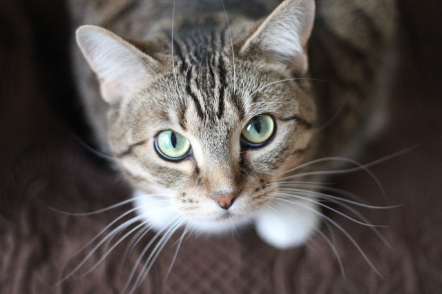 Gato cinza.