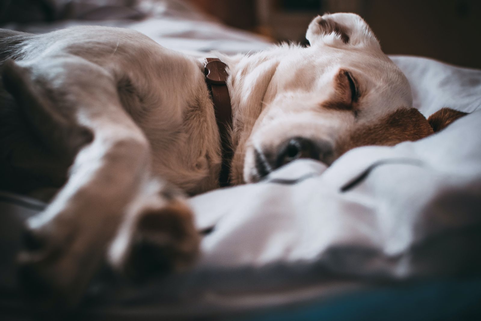 Cachorro deitado na cama