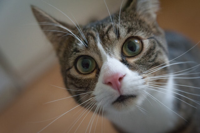 Gato cinza com os olhos arregalados.