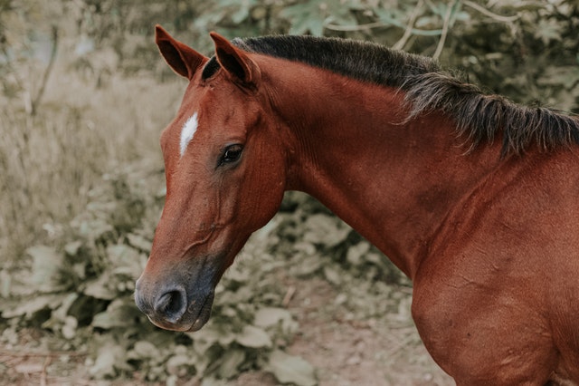 Cavalo marrom.