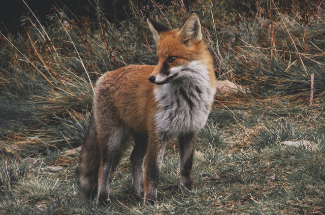 Raposa.