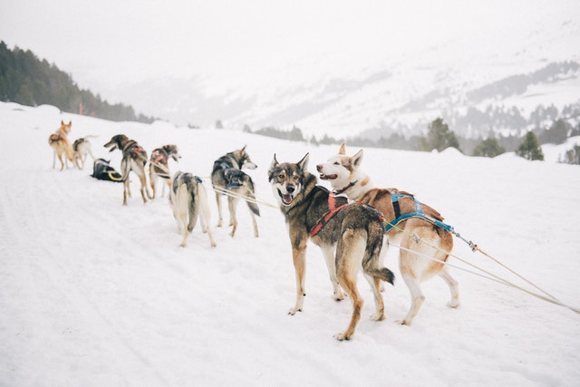 Cachorros na neve.
