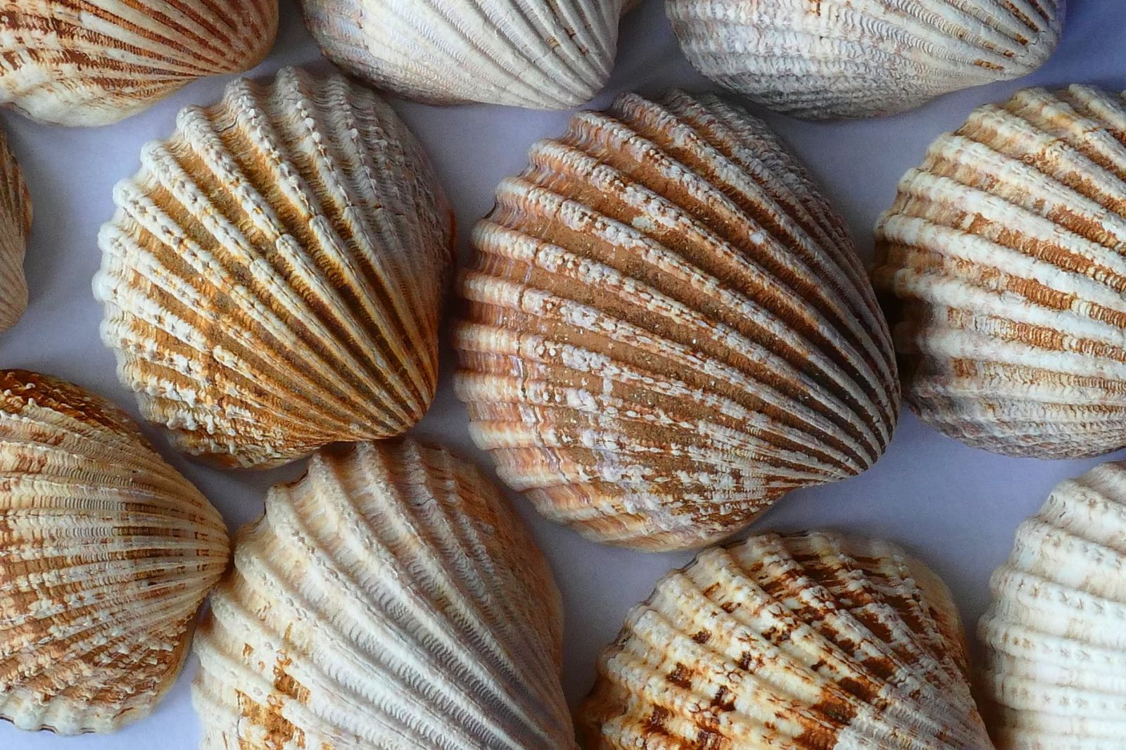 Conchas marrons.
