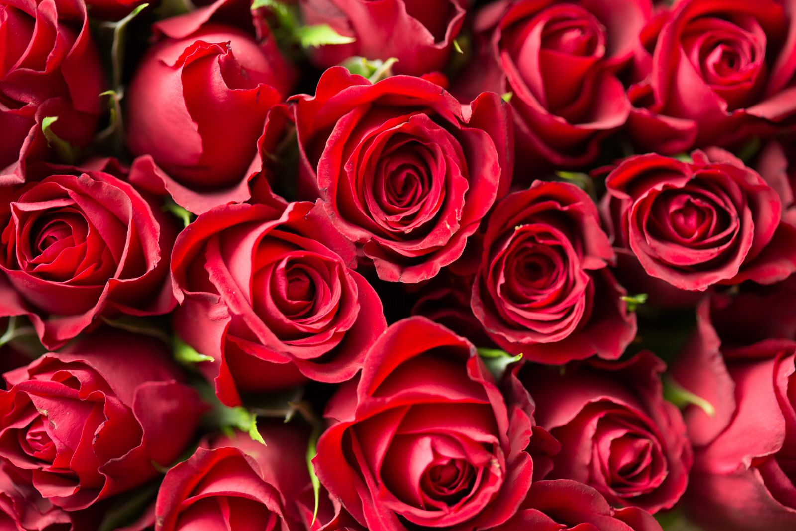 Rosas vermelhas
