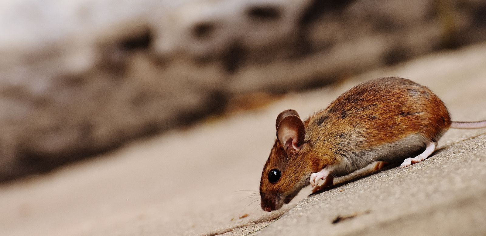 Rato na rua