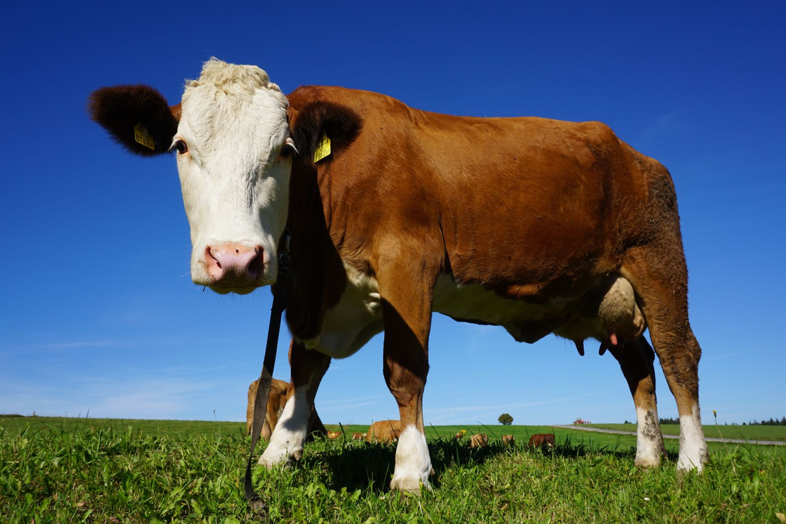 Vaca em um gramado