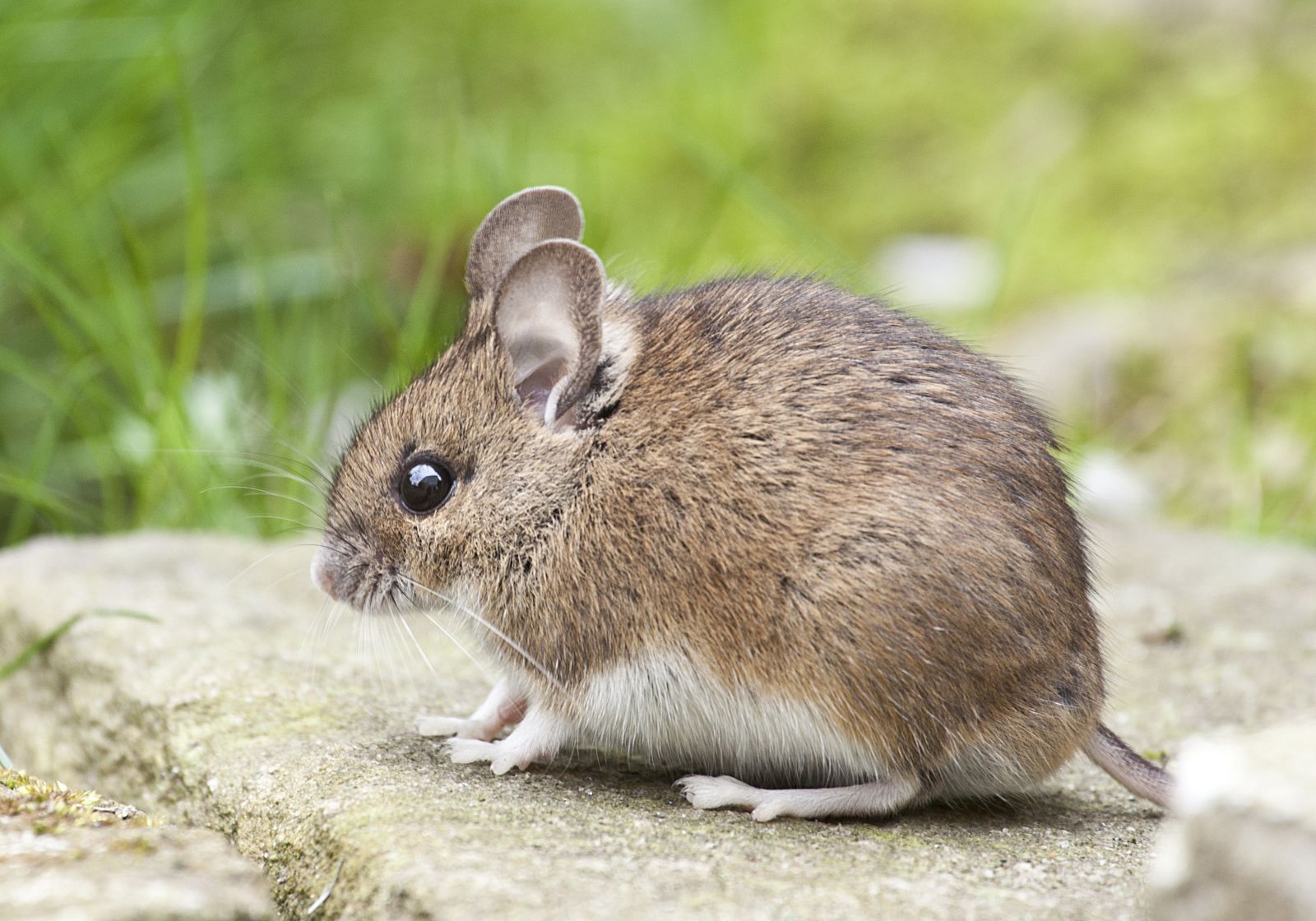 Rato ao lado de um gramado