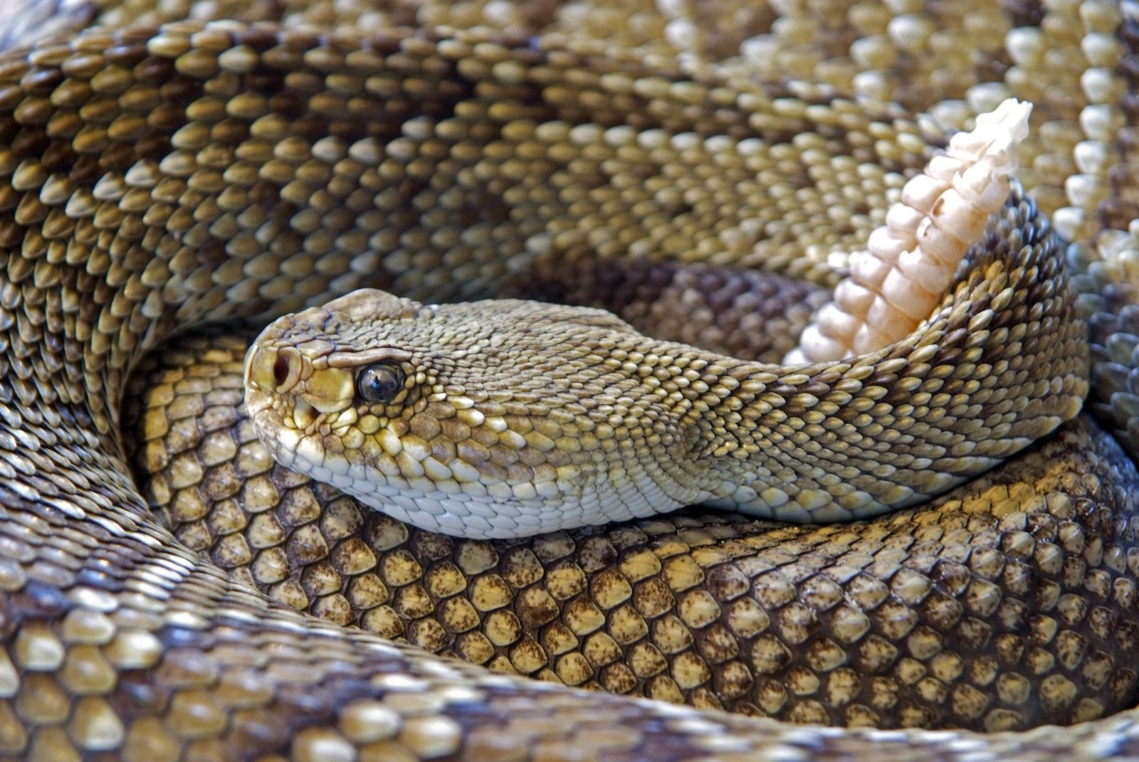 Cobra enrolada