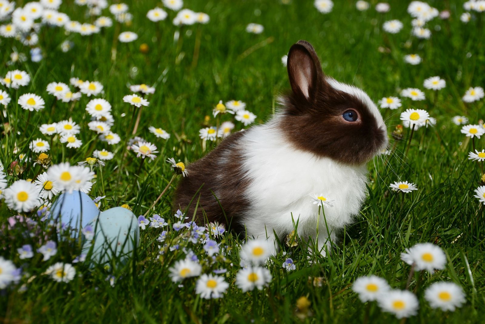 Coelho em um campo de flores