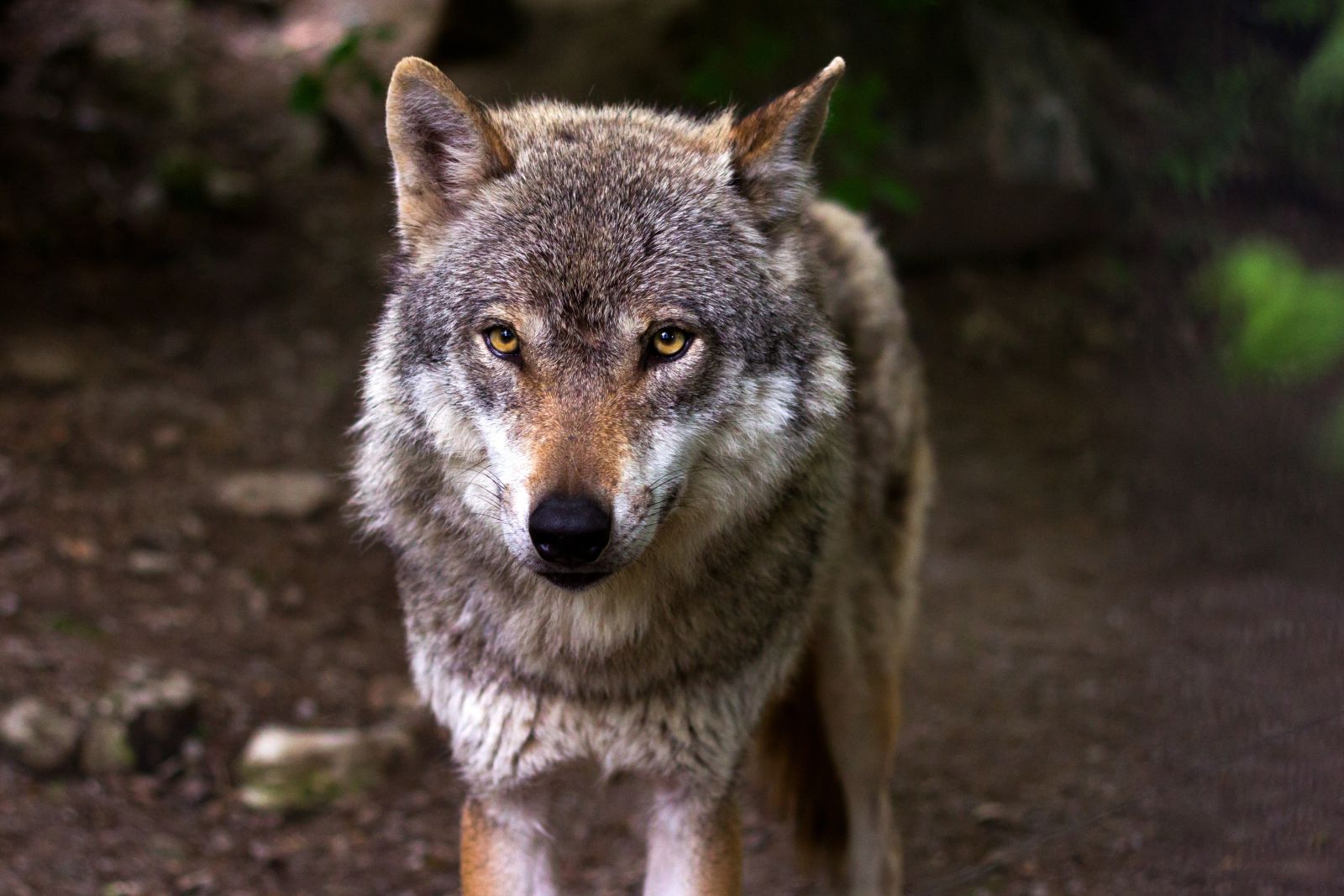 Lobo olhando para frente