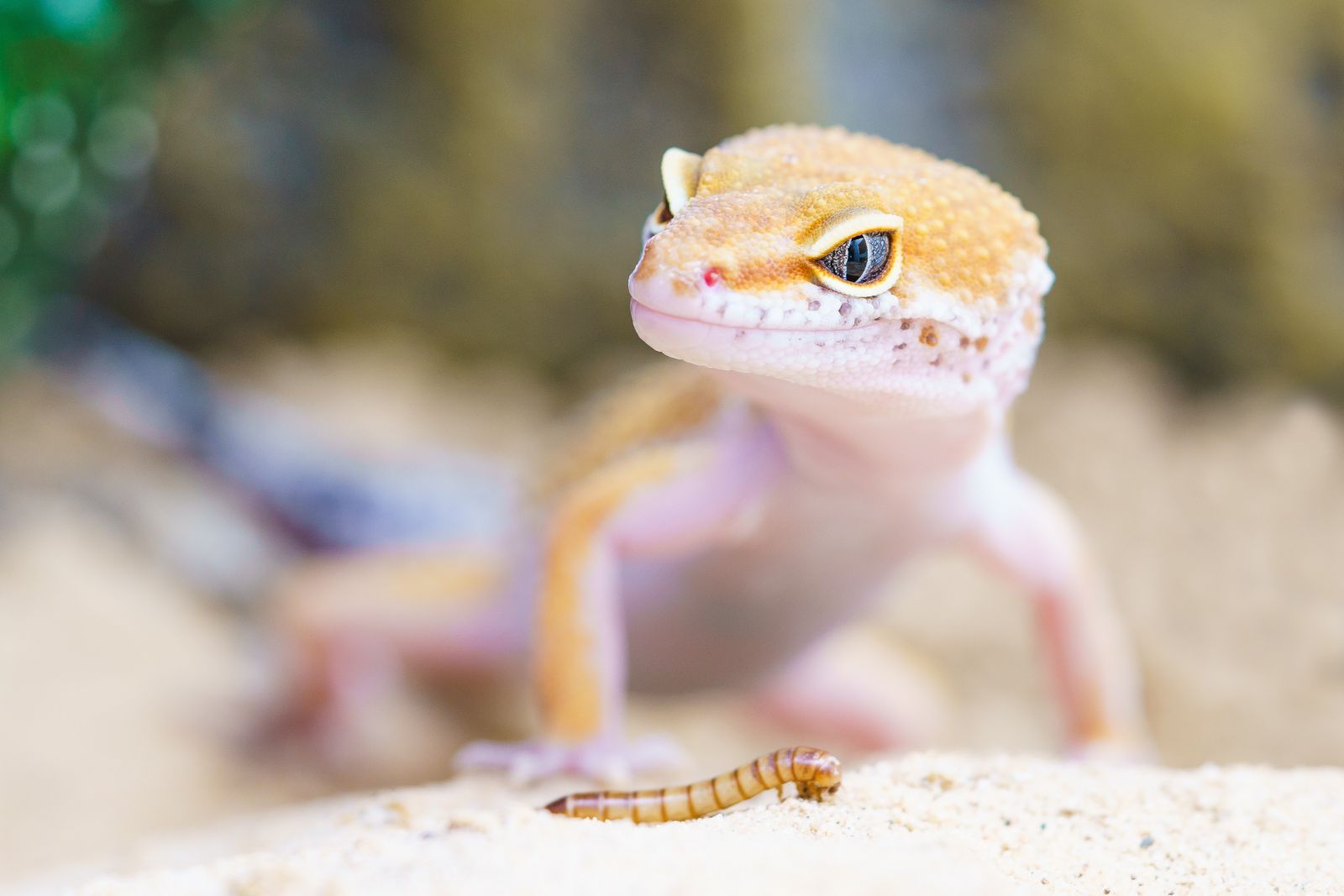 Lagarto olhando para minhoca a sua frente