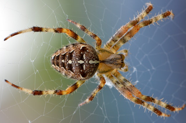 Aranha.