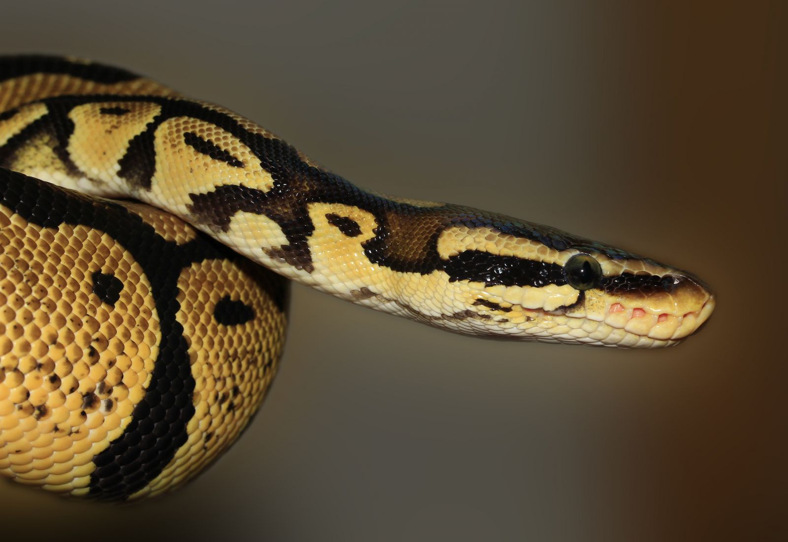 Cobra enrolada