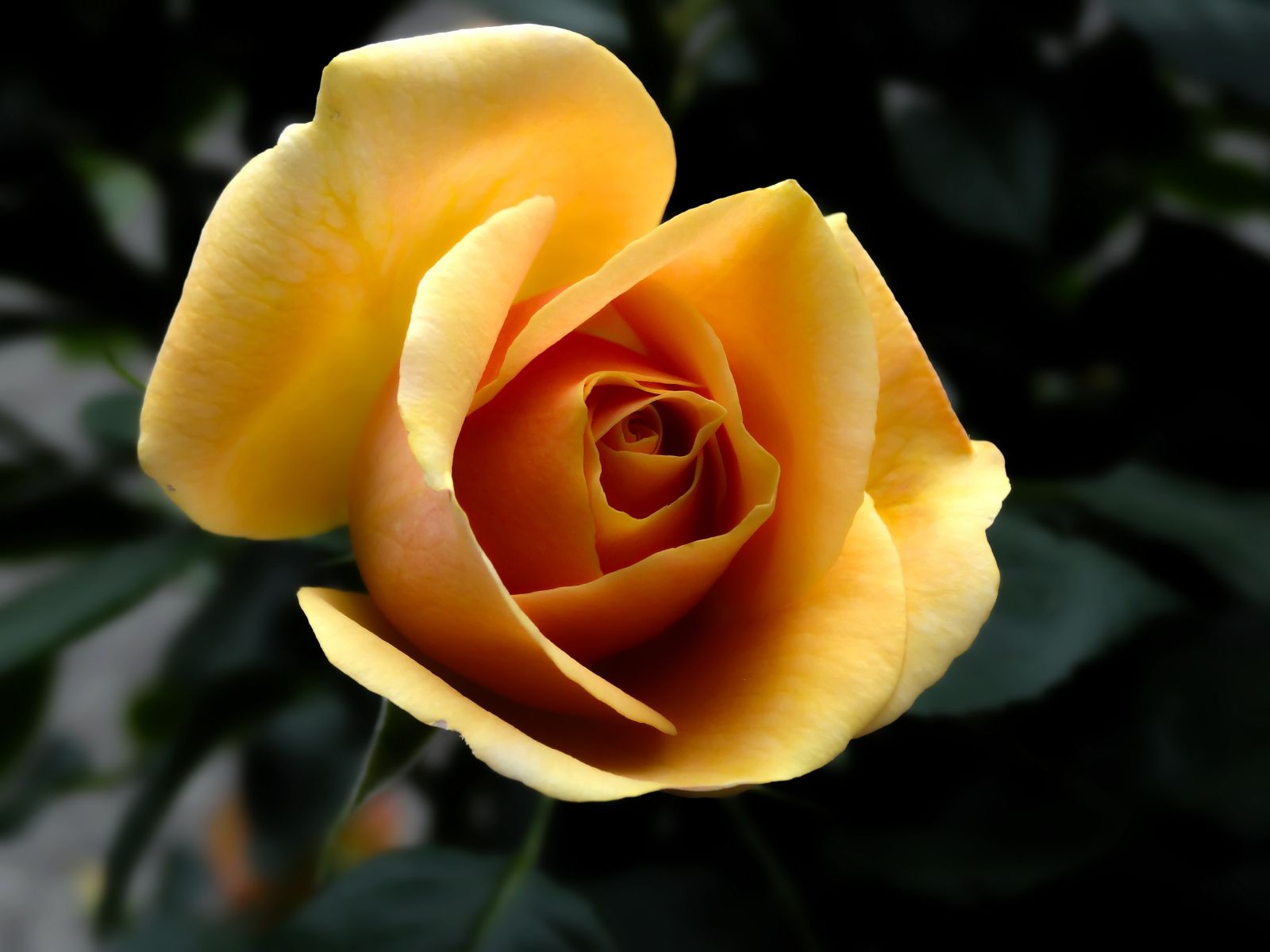Rosa amarela pequena