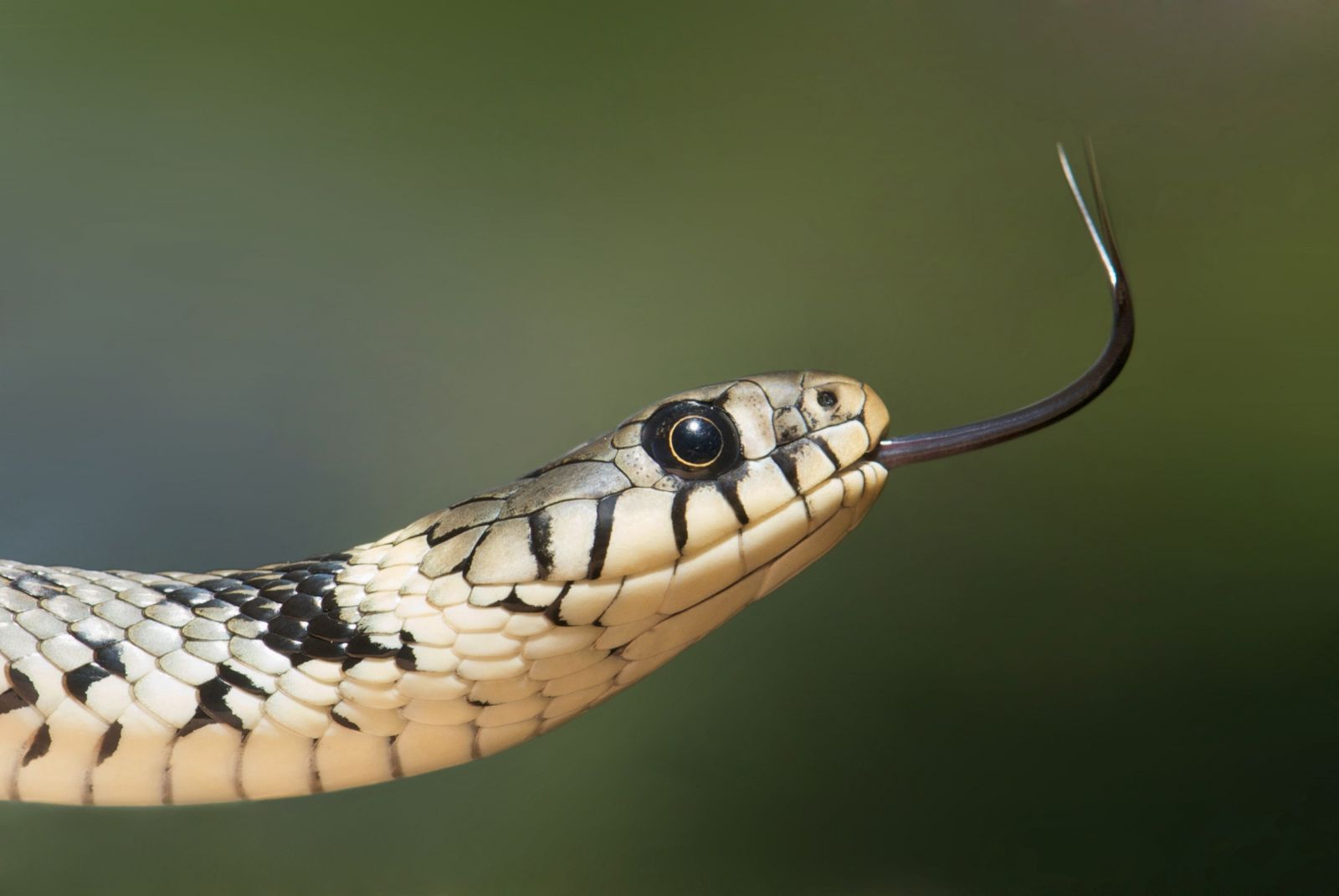Cobra com sua língua para fora