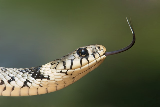 Serpente preta e branca.