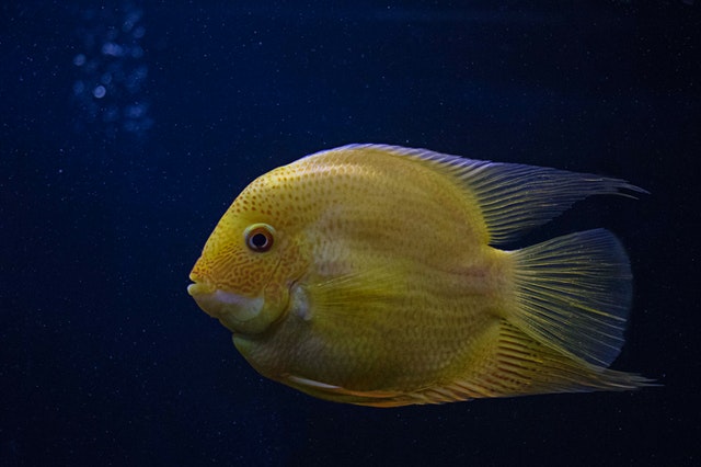 Peixe amarelo.