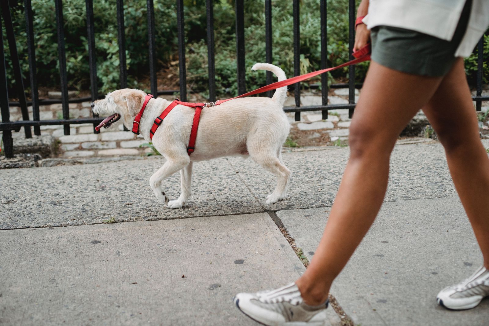 Mulher caminhando com seu cachorro