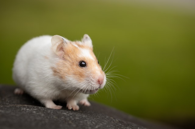 Hamster branco.