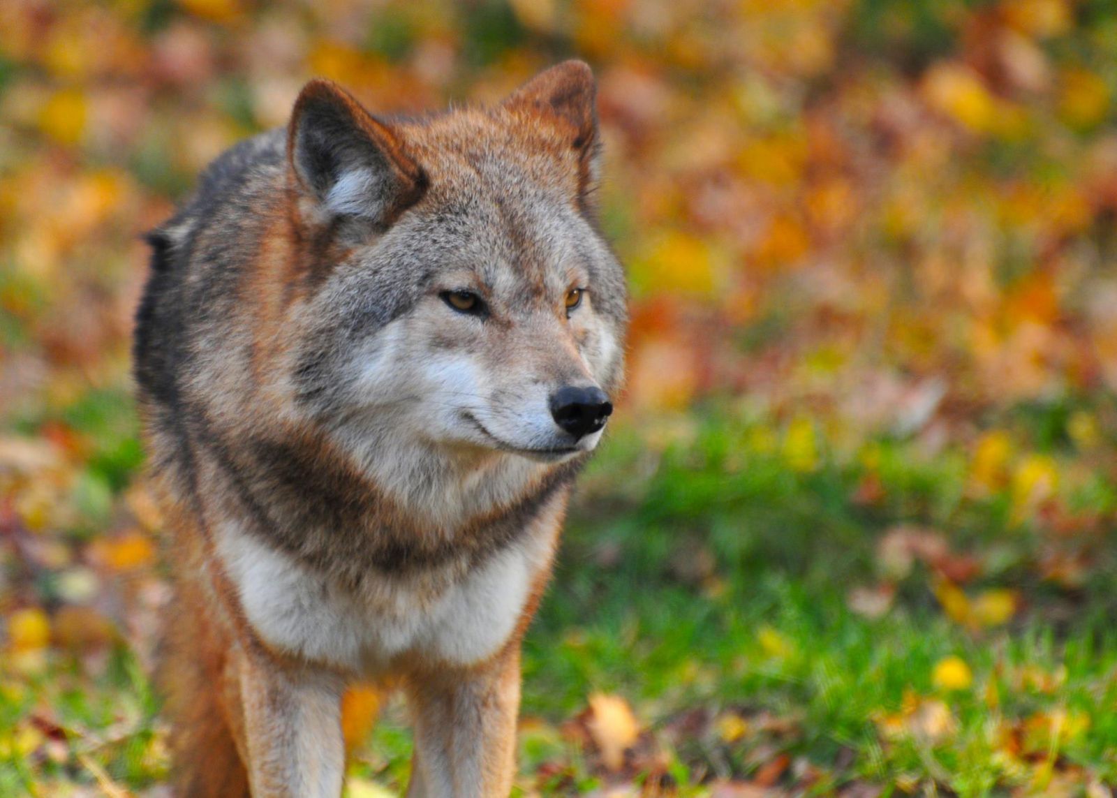 Lobo em um gramado