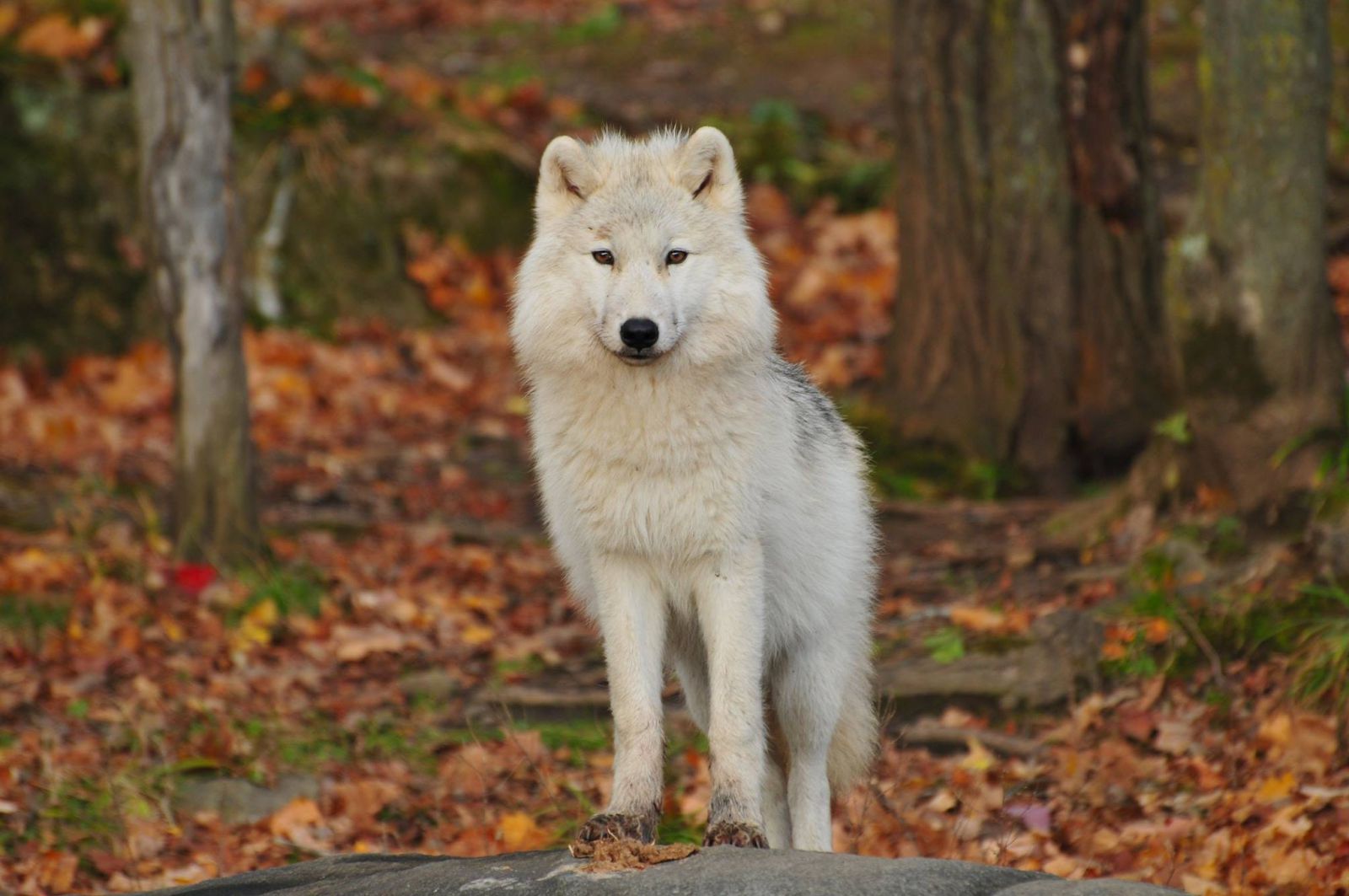 Lobo em uma floresta