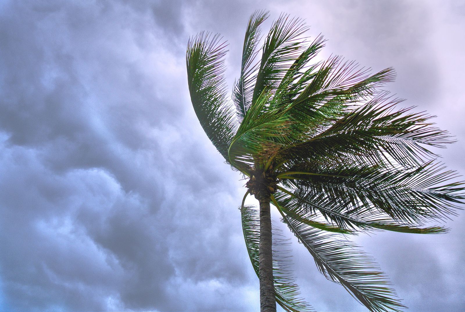 Céu com nuvens escuras e palmeira com suas folhas para o lado