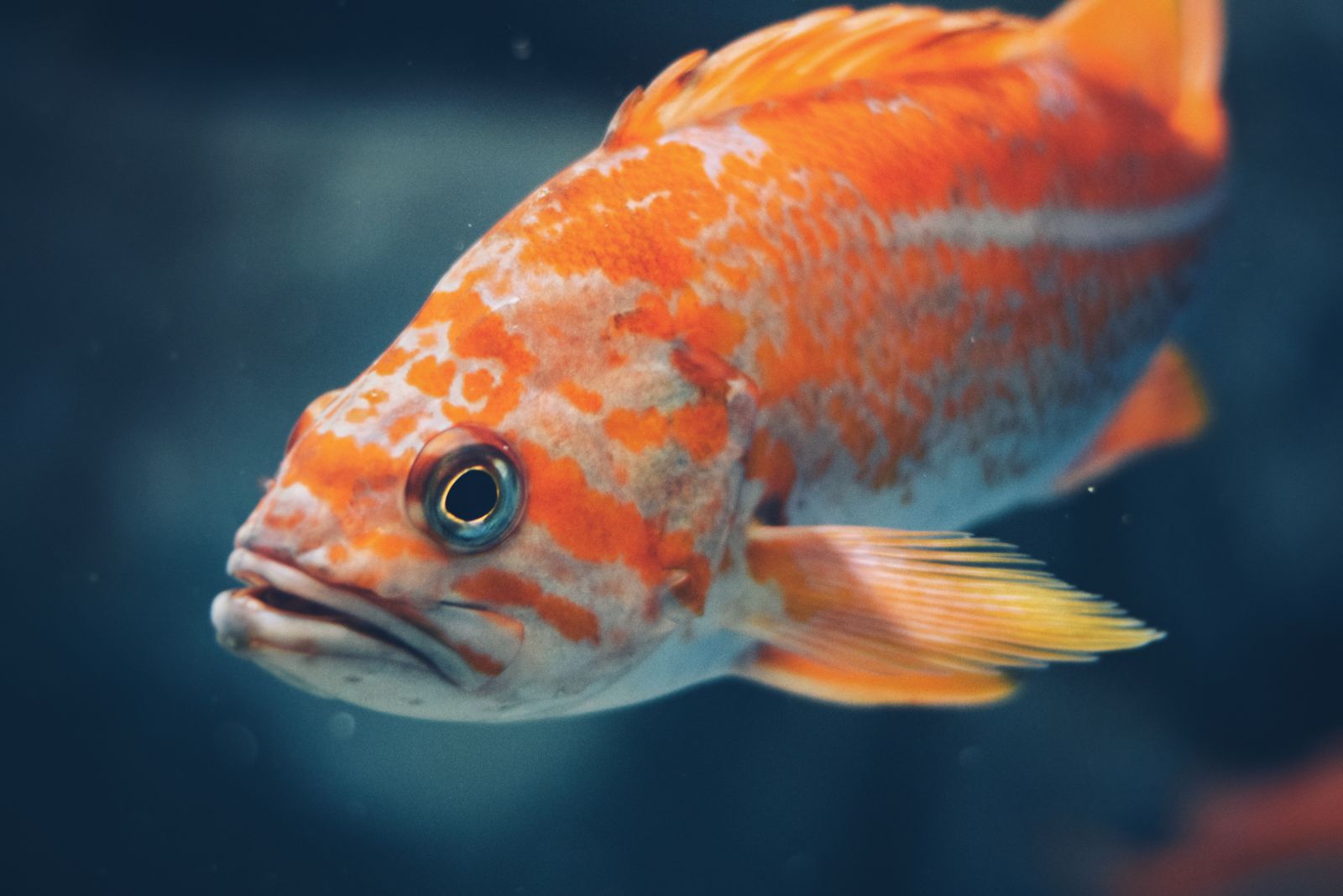 Peixe nadando 