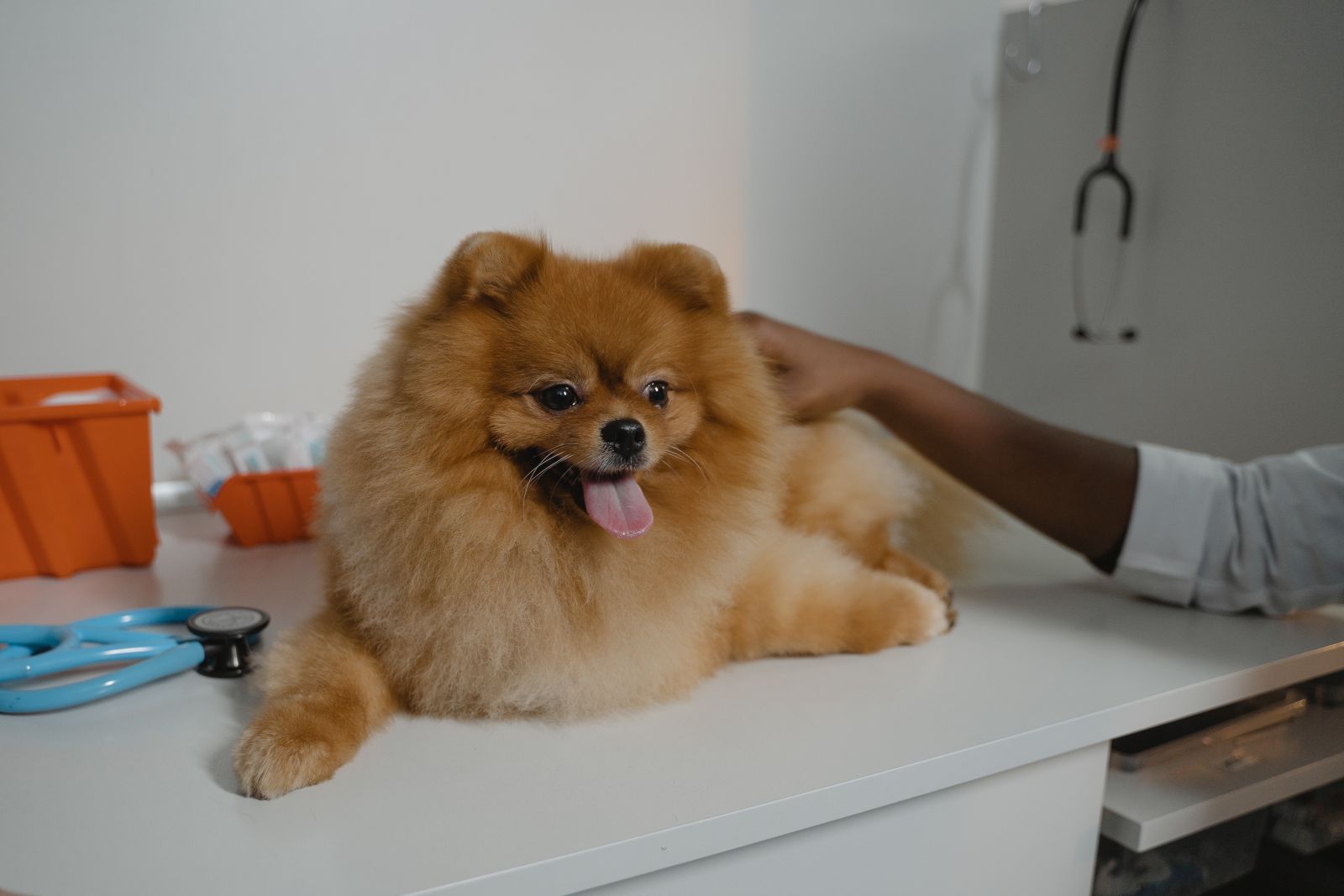 Cachorro no veterinário 