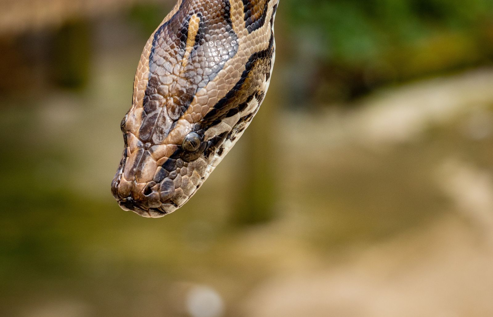 Cabeça de uma cobra