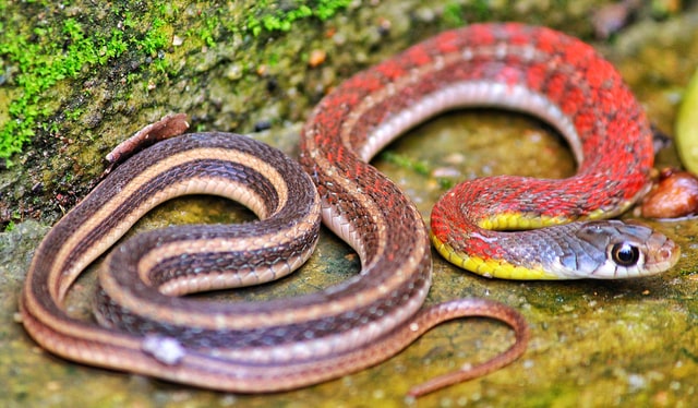 Cobra pequena.
