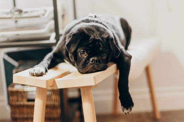 Cachorro preto deitado.