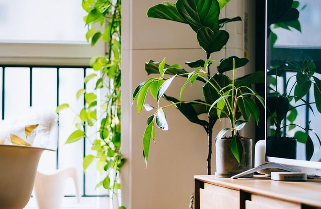 Sala de estar com plantas.
