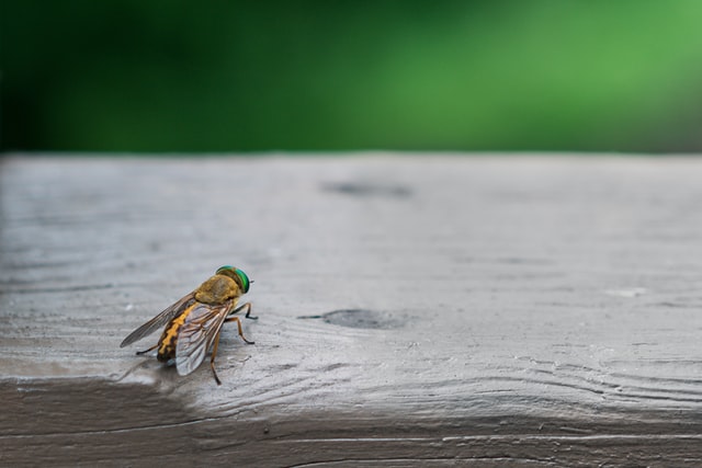 Mosca.