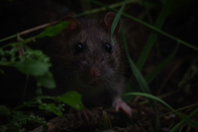 Rato preto no meio de folhas.