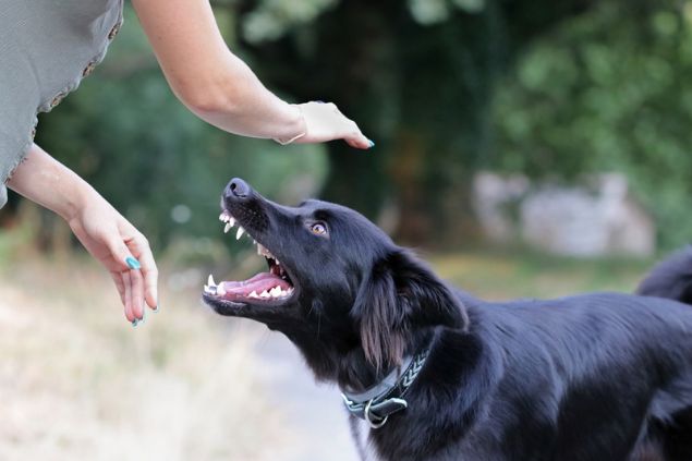 Cachorro preto bravo quase atacando uma mulher.