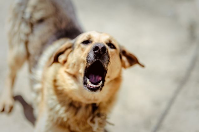 Um cachorro bravo de pelagem amarela.